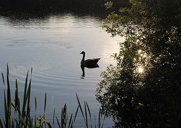 Pond at Sunset